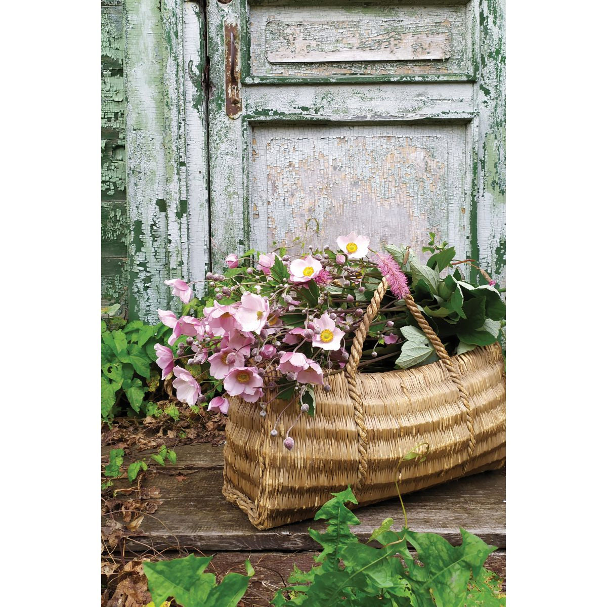 Kort dbl Blossom krysantemum/roser