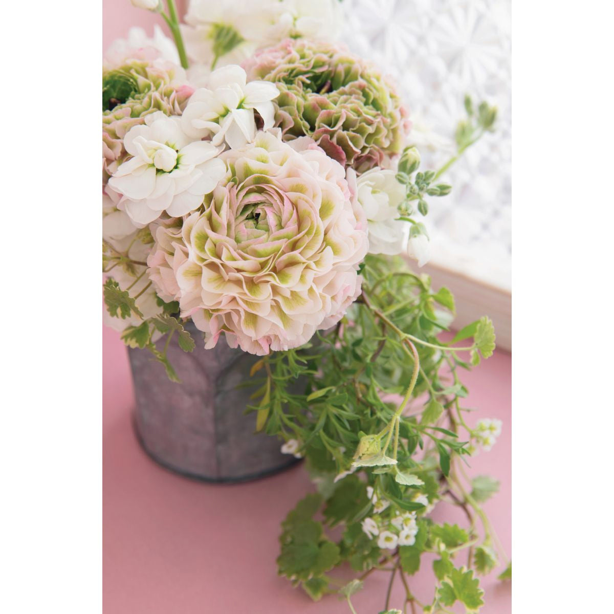 Kort dbl Blossom hortensia