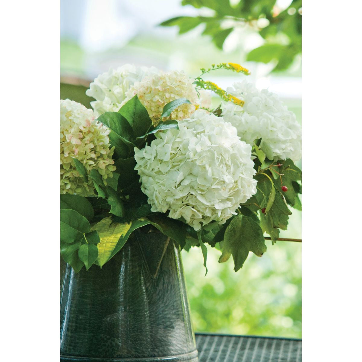 Kort dbl Blossom hortensia grønn